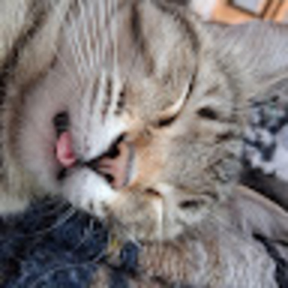 tigerlilylucky